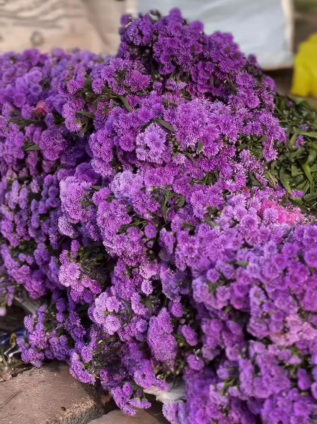 Fresh wholesale asters — Purple Asters