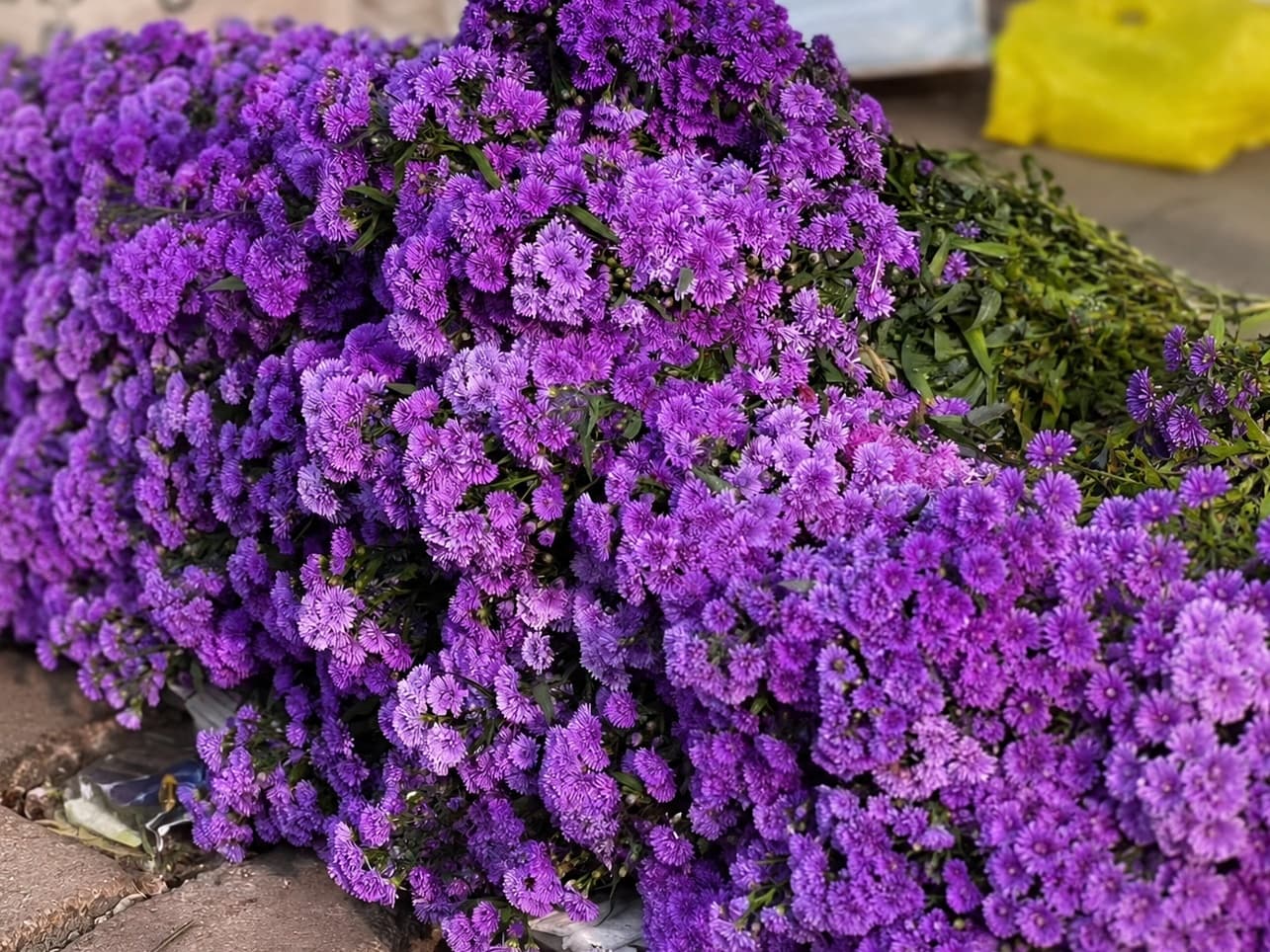 Fresh wholesale asters — Purple Asters