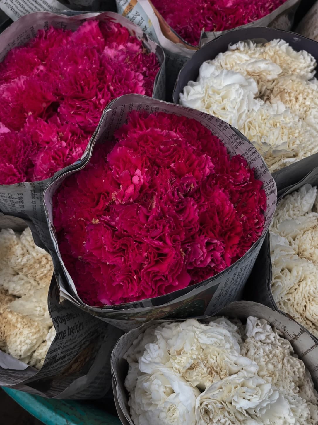Fresh wholesale carnations — Standard Carnations, Spray Carnations