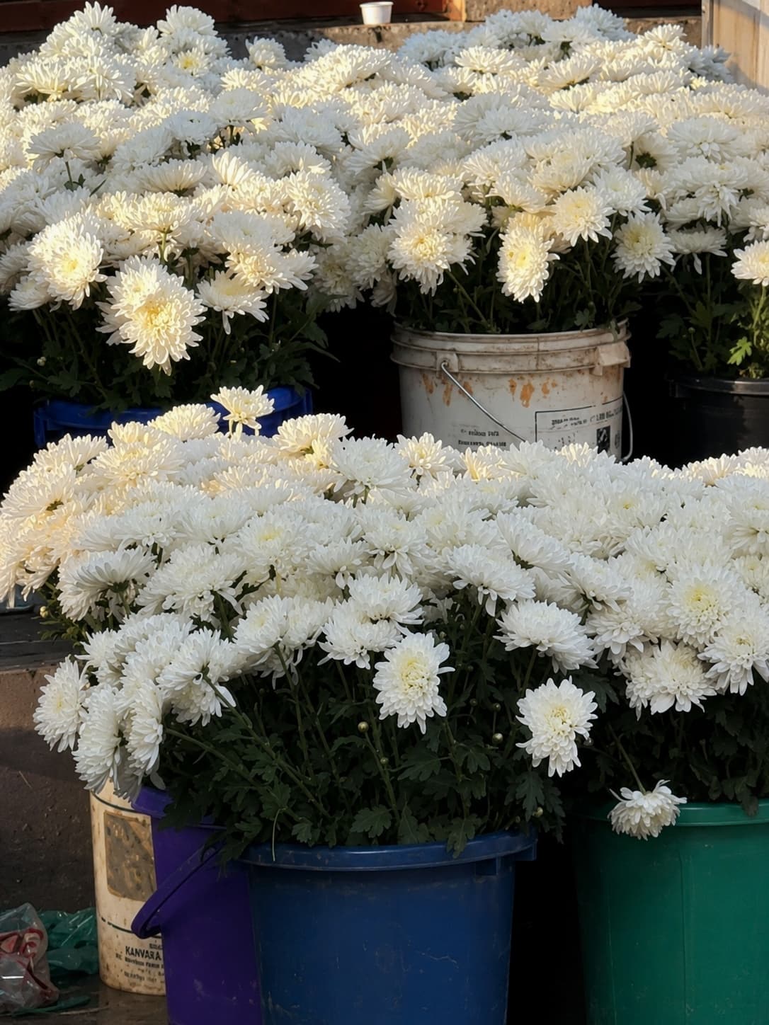 Fresh wholesale chrysanthemums — White Chrysanthemums