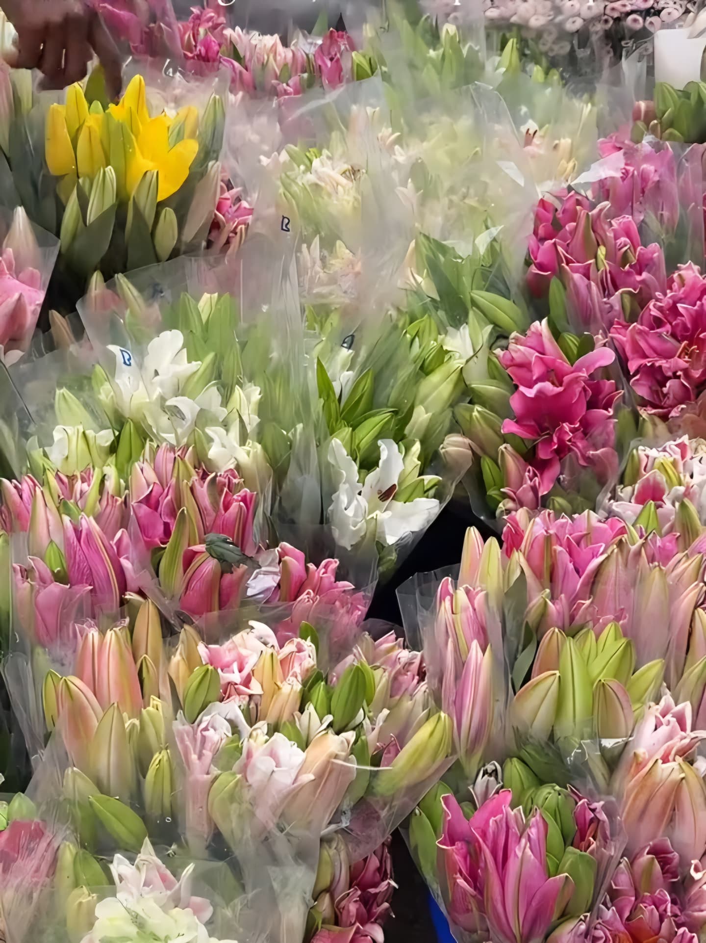 Fresh wholesale lilies — Oriental Lilies, Asiatic Lilies