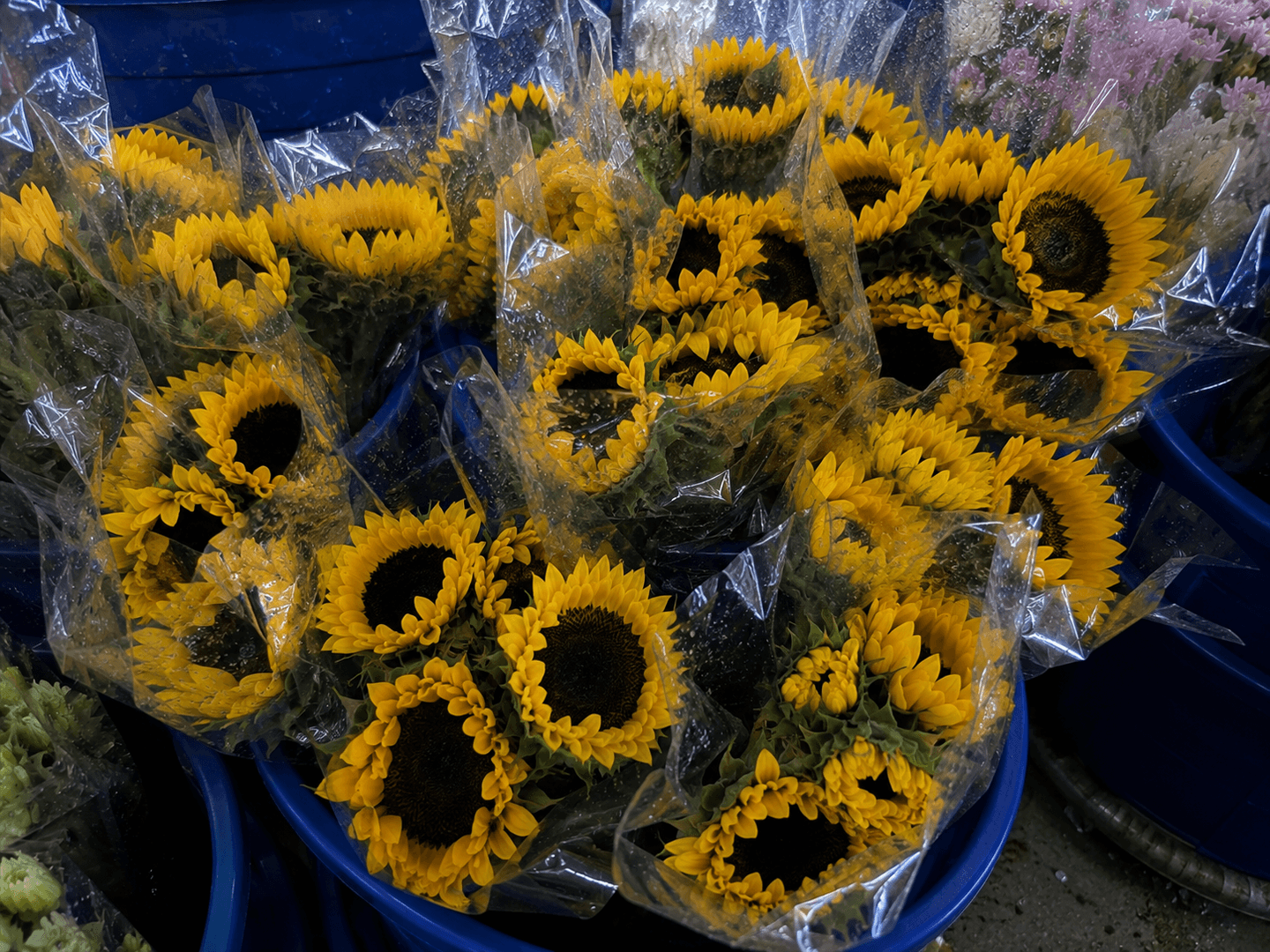 Fresh wholesale sunflowers — Standard Sunflowers