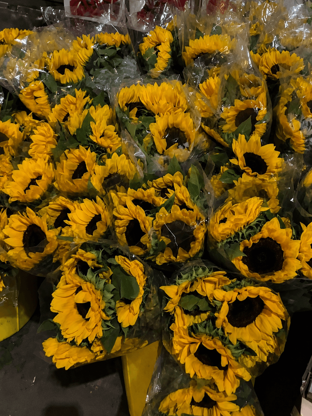 Fresh wholesale sunflowers — Standard Sunflowers