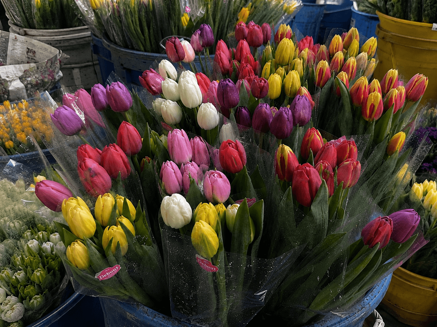 Fresh wholesale tulips — Standard Tulips