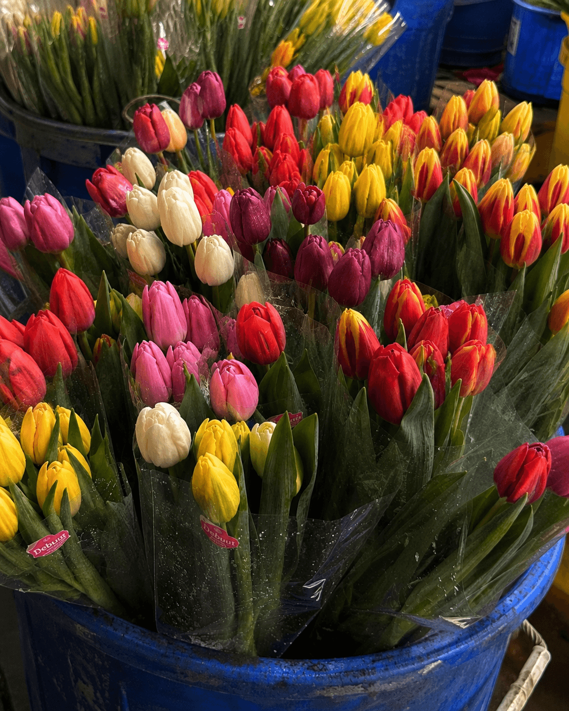 Fresh wholesale tulips — Standard Tulips