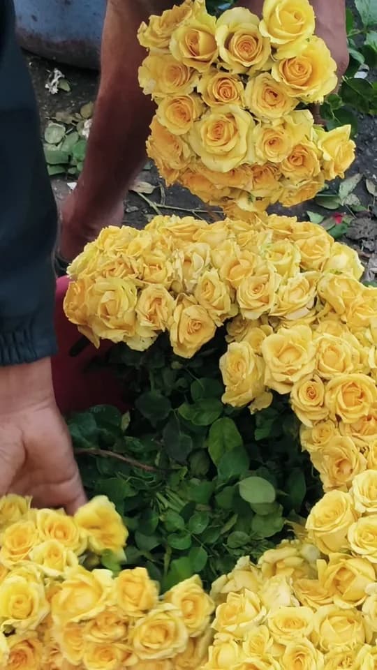 Pink, red and yellow roses are gathered and sorted by colour into sacks before being made up into orders, at Fresh Stem in Bengaluru.