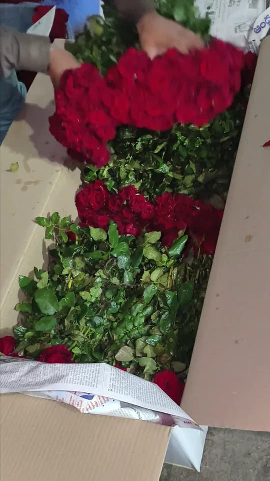 Red roses and cut greens are laid into a carton and covered with newspaper to hold the moisture in, at Fresh Stem in Bengaluru.