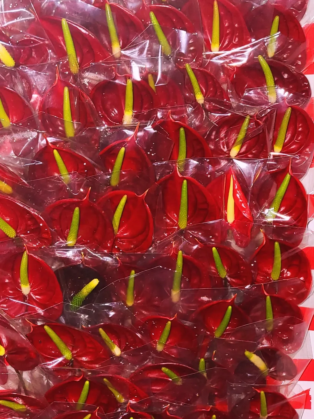 Fresh wholesale anthurium — Anthurium