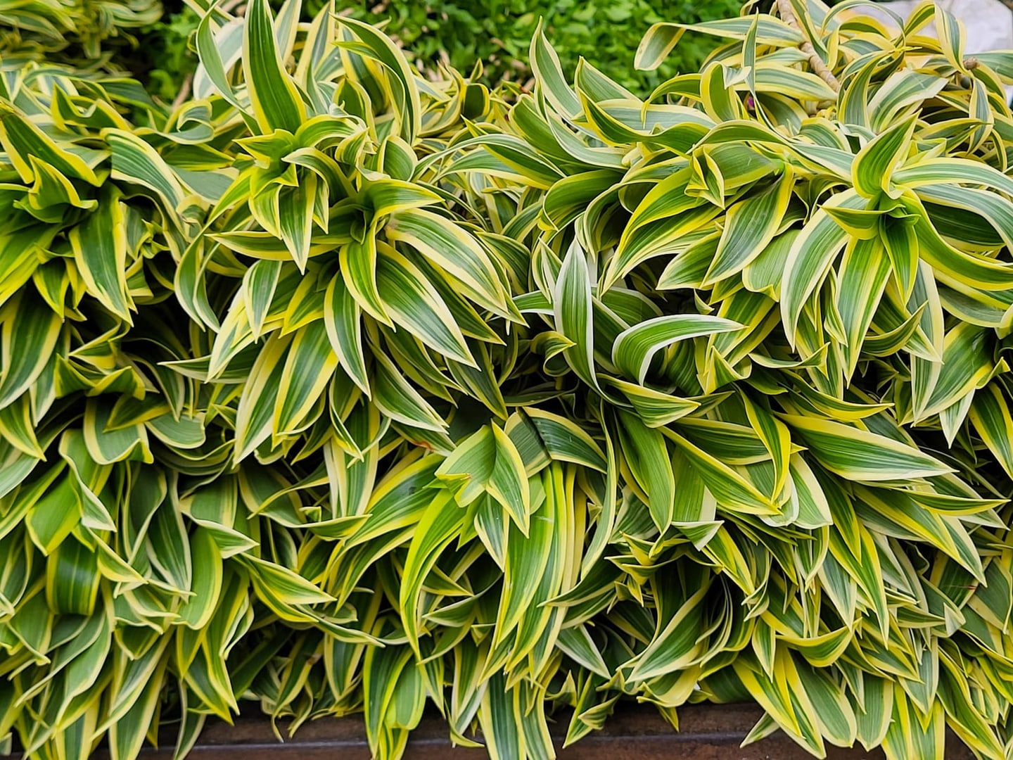 Fresh wholesale soi — Soi