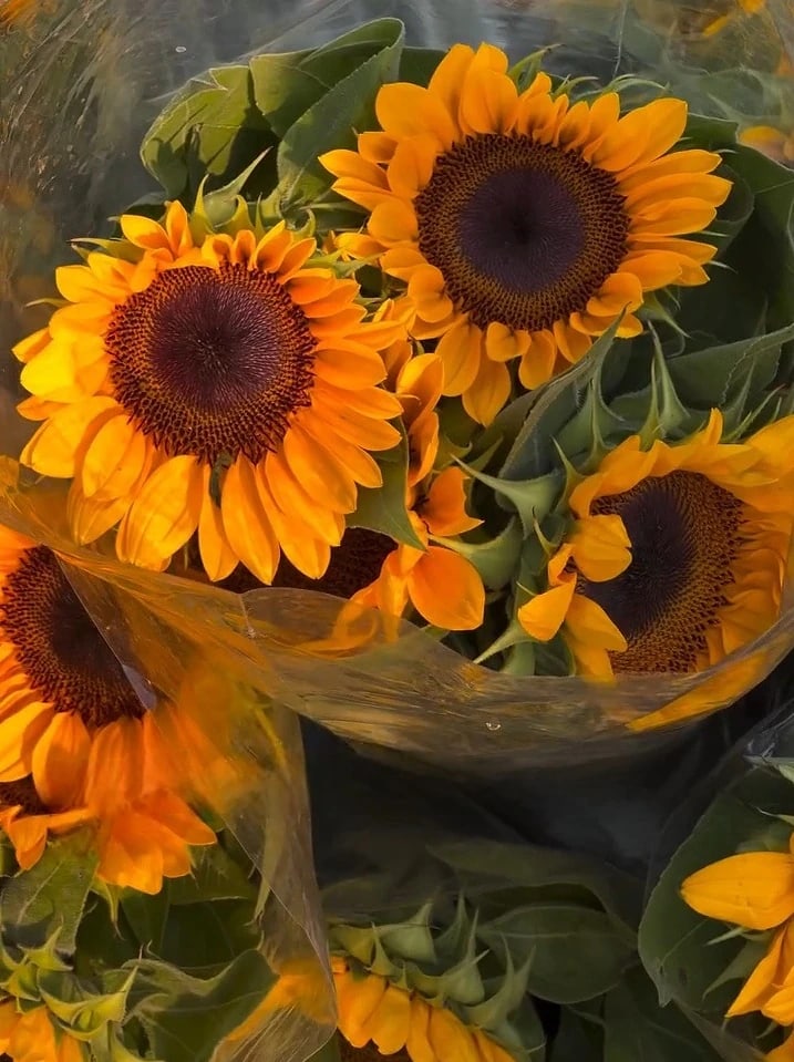 Fresh wholesale sunflowers — Standard Sunflowers