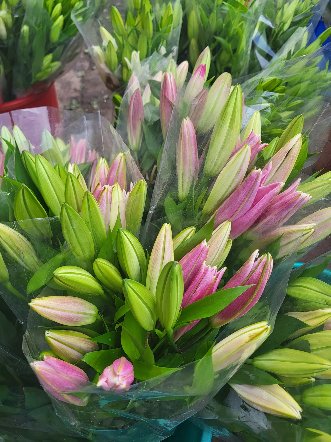 Fresh wholesale lilies — Oriental Lilies