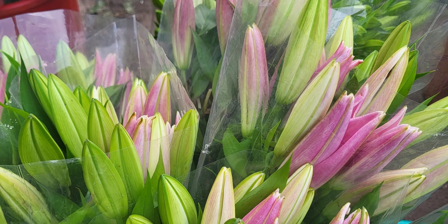 Cellophane-wrapped bunches of pink Oriental lilies in bud at the Bengaluru wholesale flower market