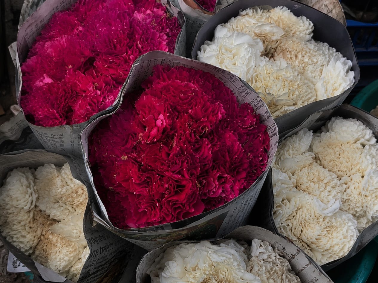 Fresh wholesale carnations — Standard Carnations, Spray Carnations