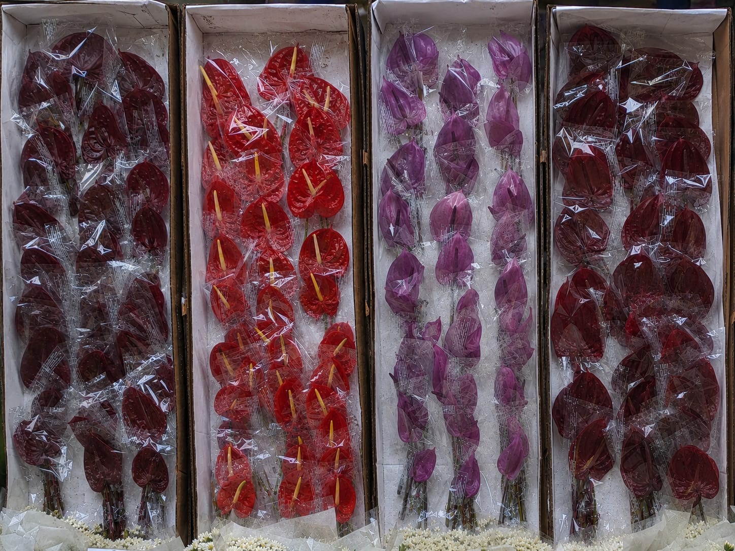 Fresh wholesale anthurium — Anthurium