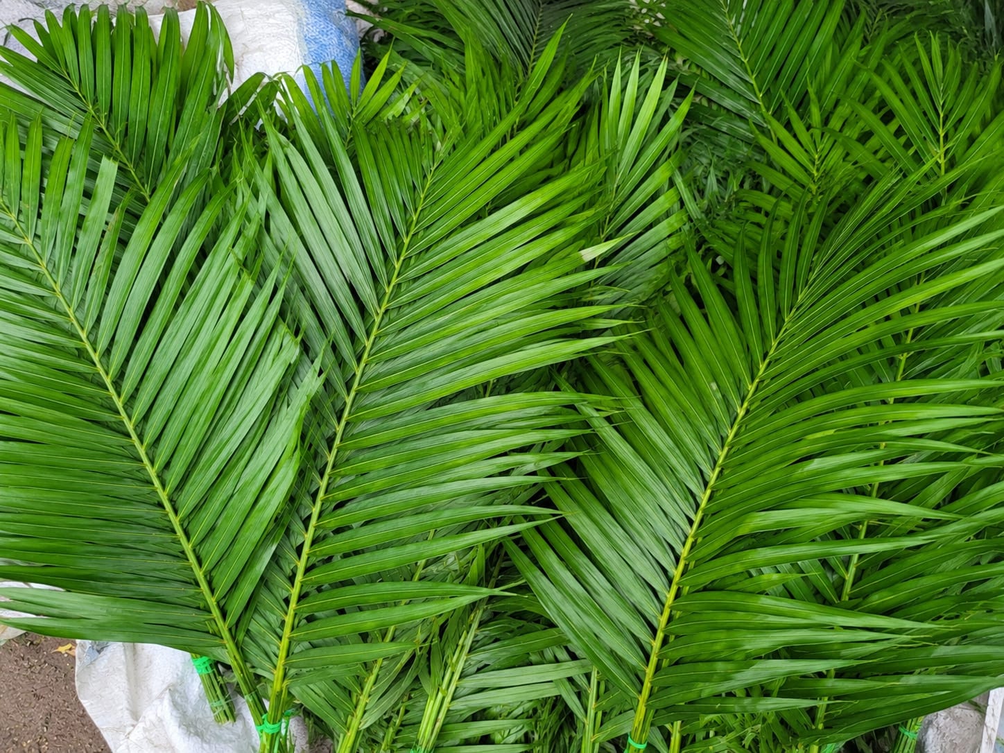 Fresh wholesale areca palm — Areca Palm
