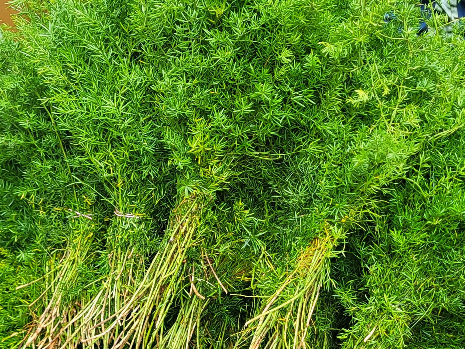 Fresh wholesale asparagus — Asparagus