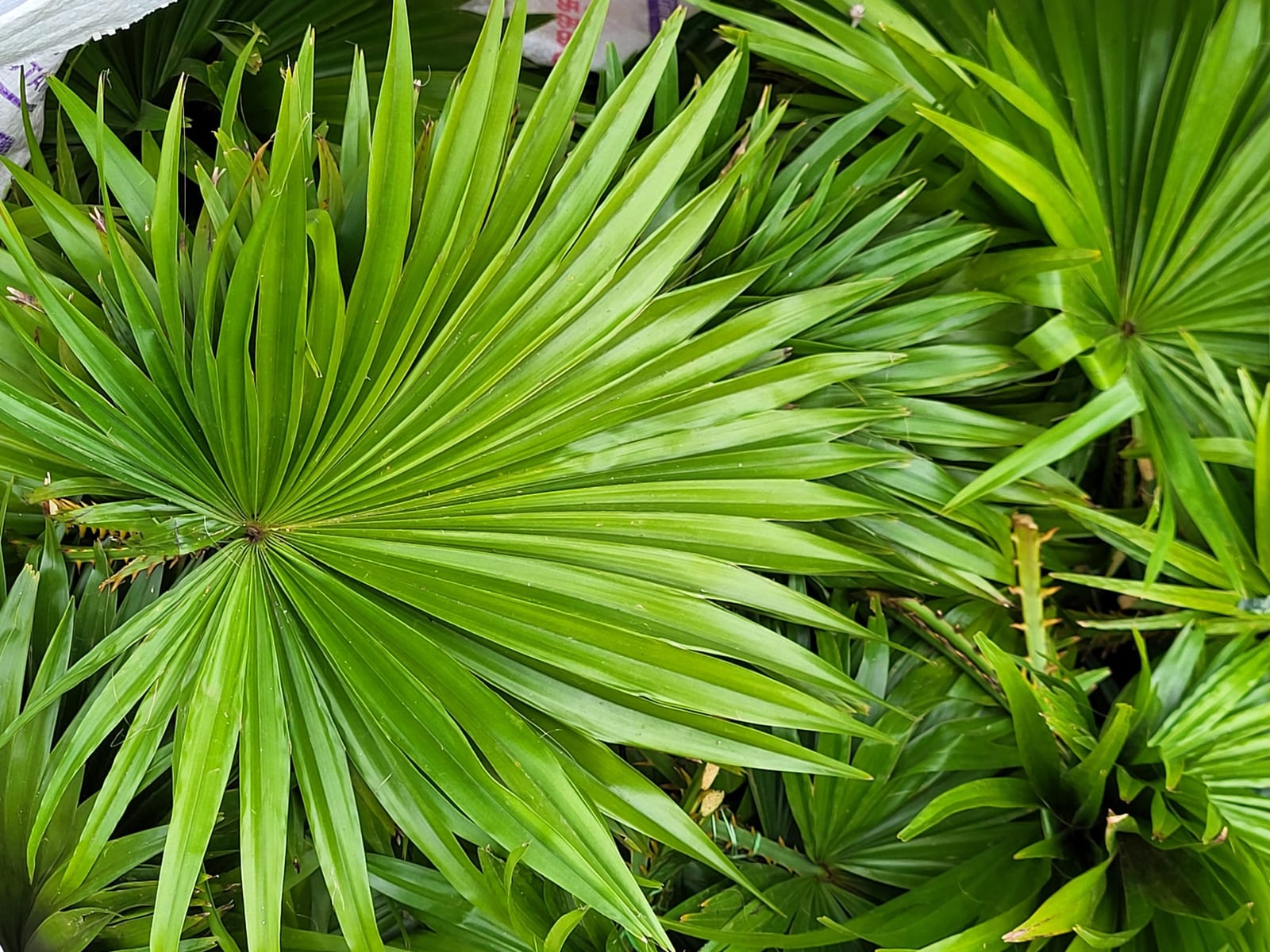 Fresh wholesale china palm — China Palm