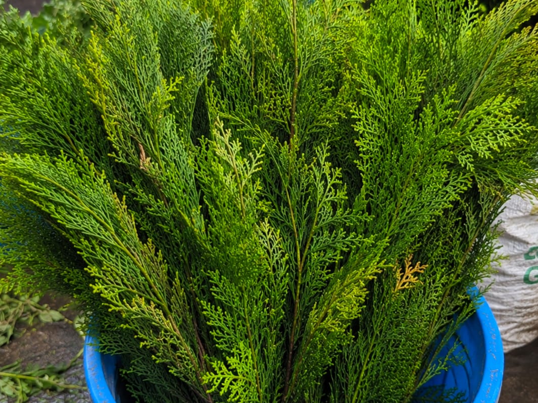 Fresh wholesale cyprus — Cyprus