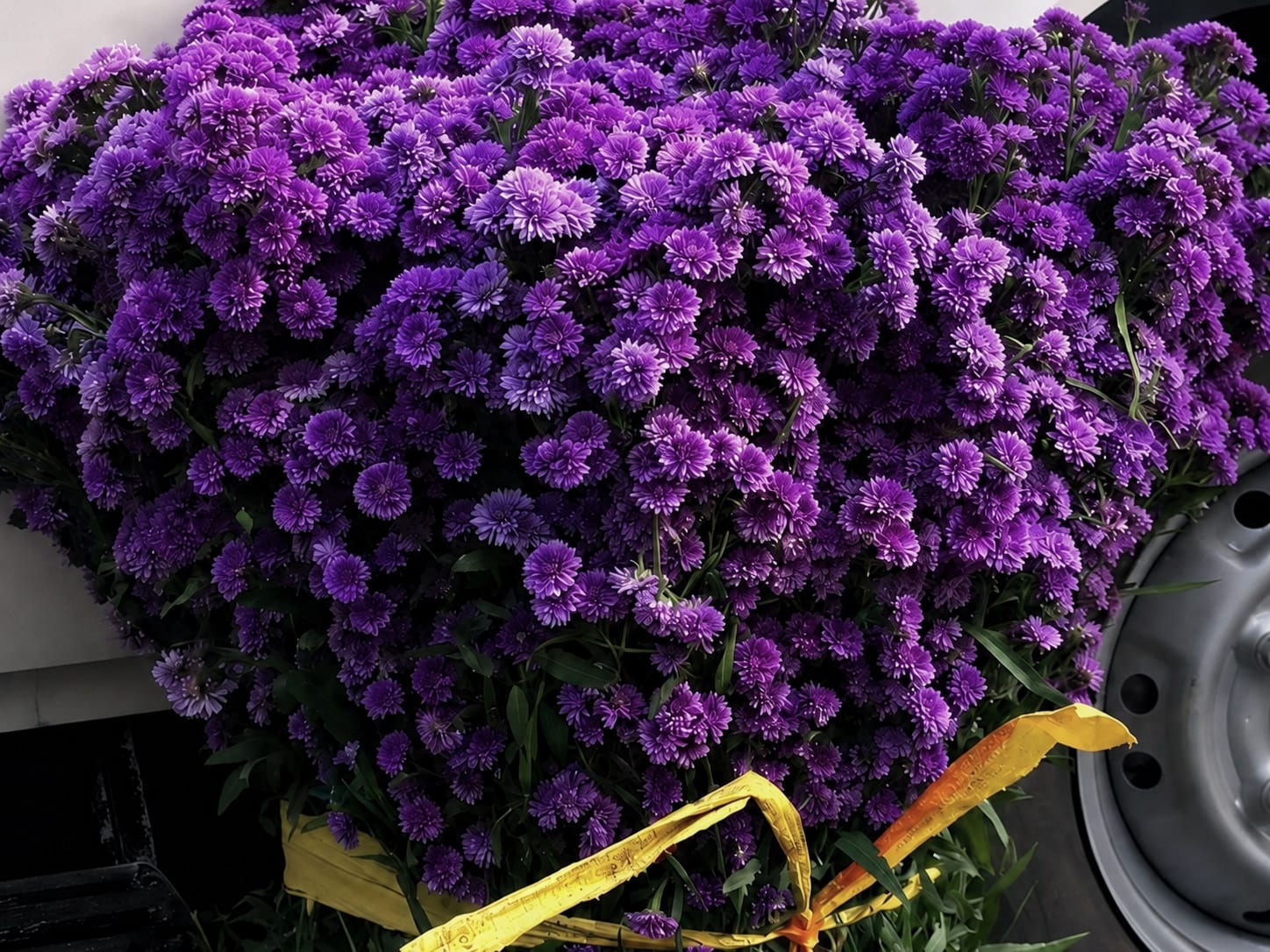 Fresh wholesale daisy — Daisy