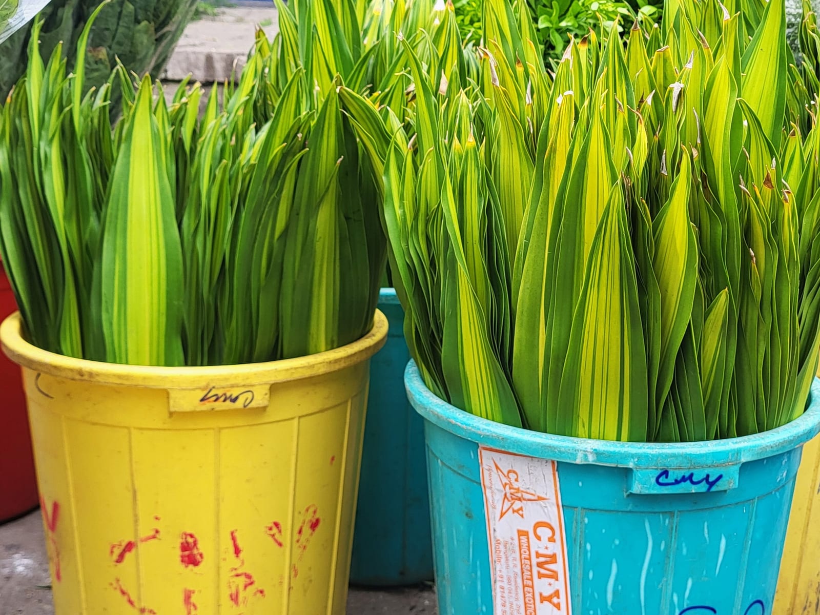 Fresh wholesale dracaena — Dracaena