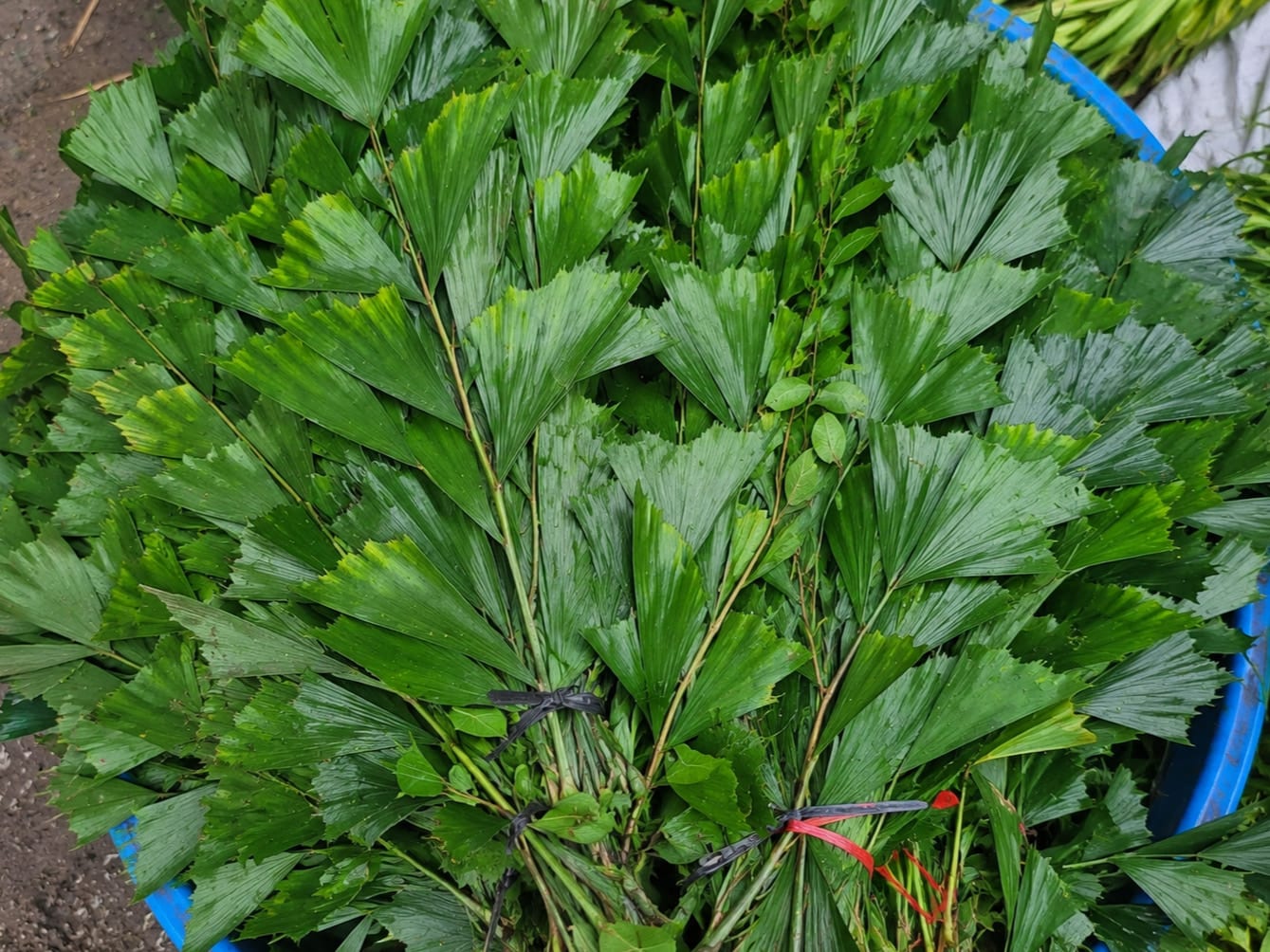 Fresh wholesale fish leaf — Fish Leaf