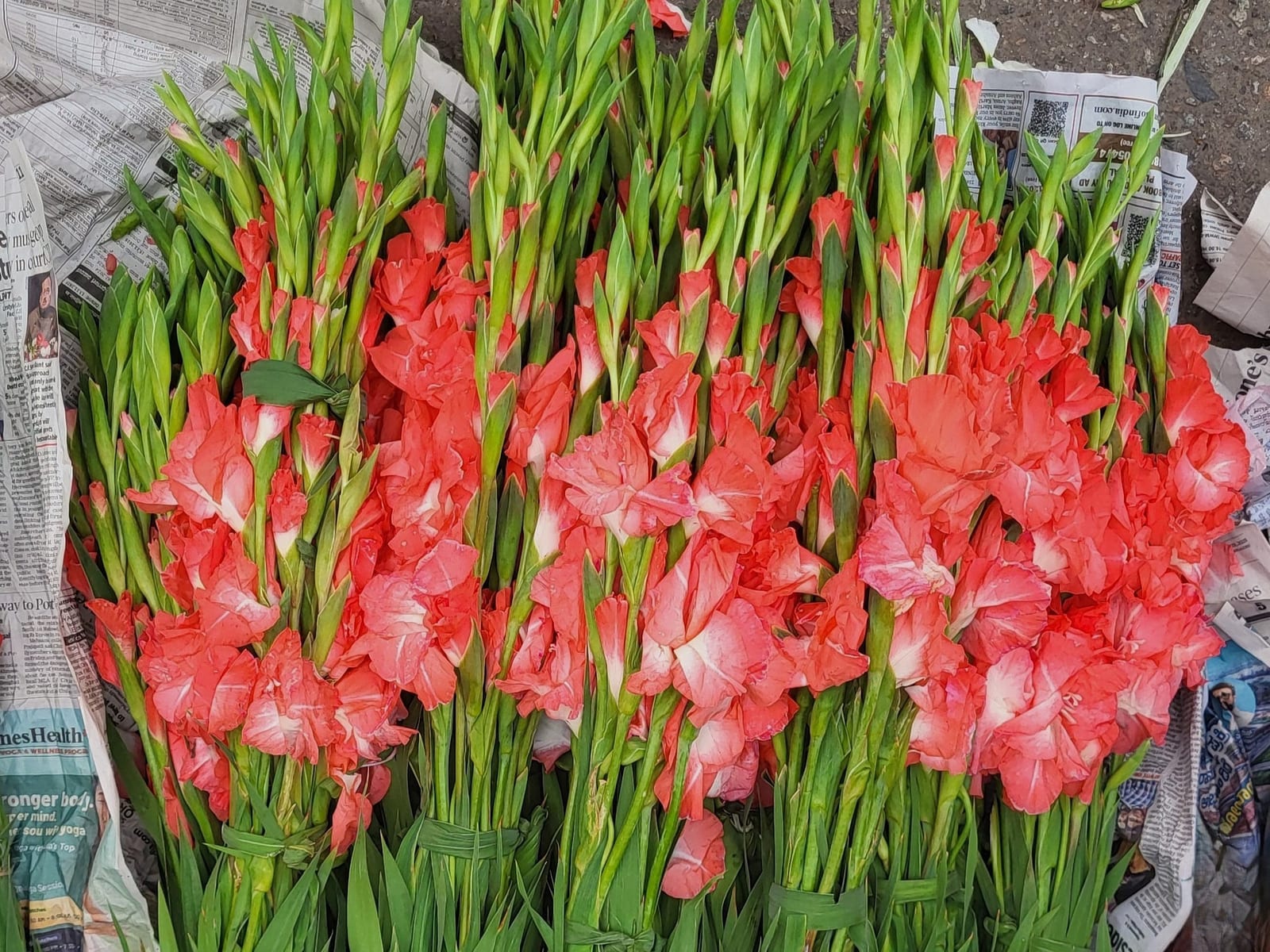 Fresh wholesale gladiolus — Gladiolus