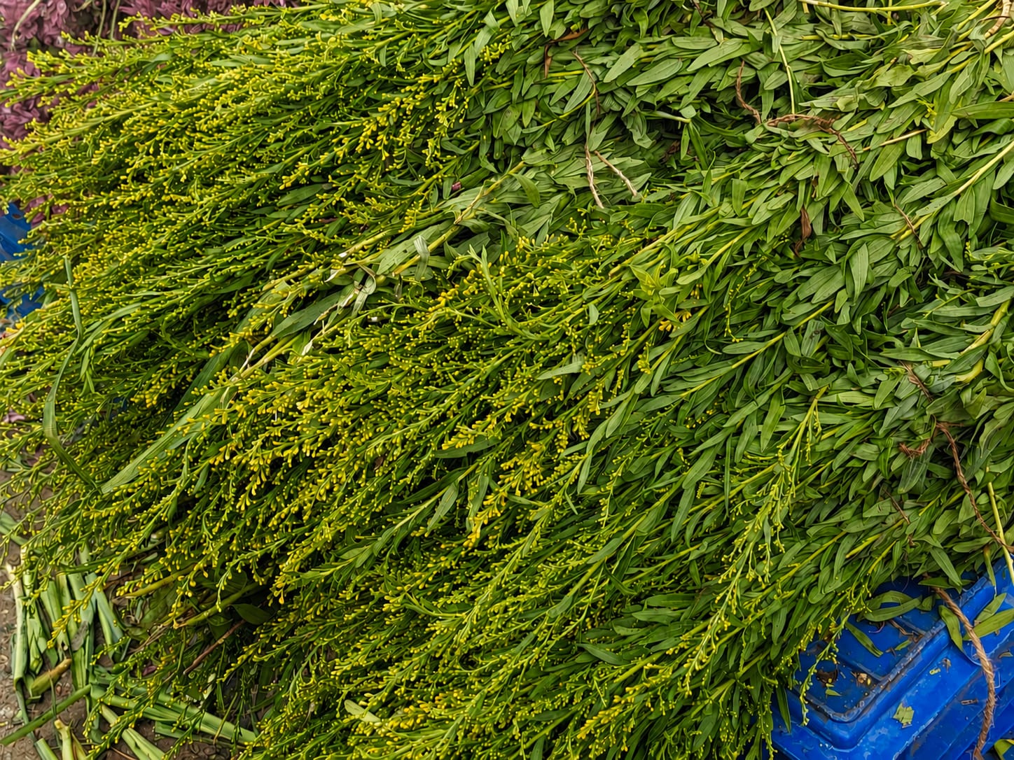 Fresh wholesale golden rod — Golden Rod