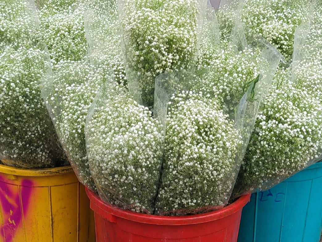 Fresh wholesale gypsophila — Gypsophila