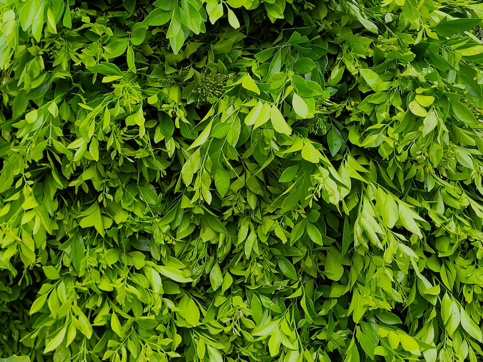 Fresh wholesale kamini — Kamini