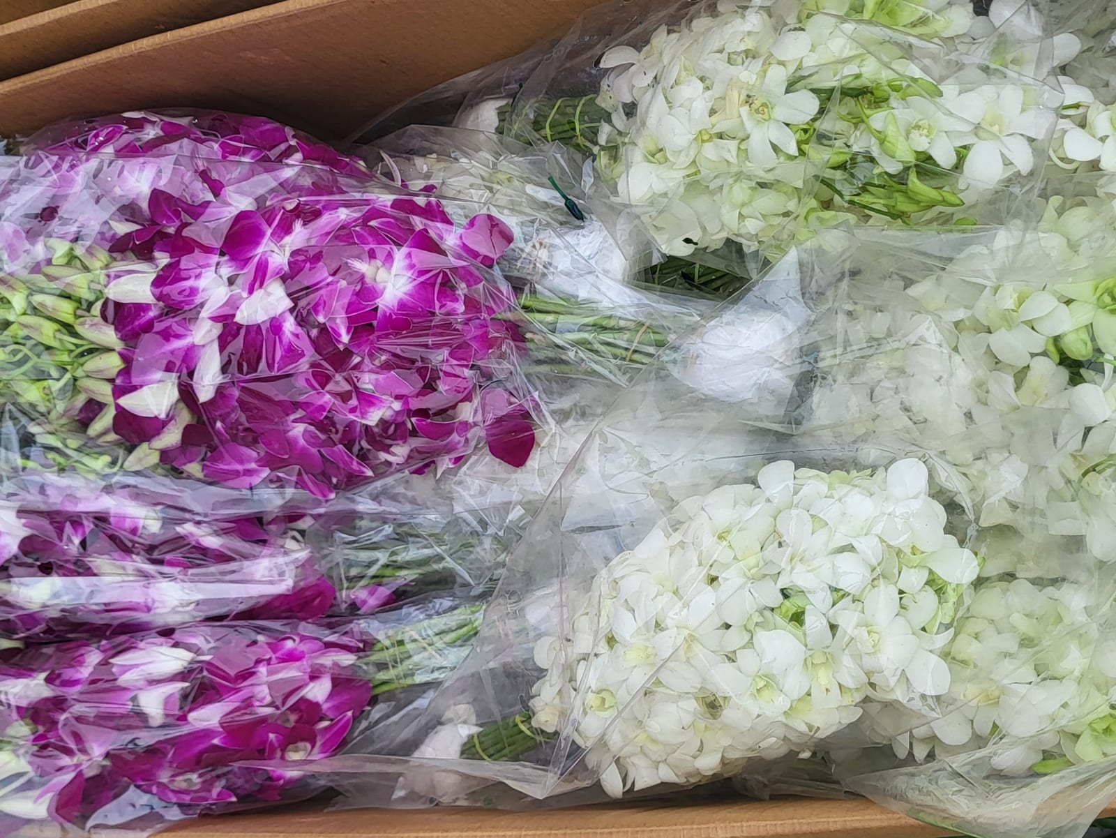 Fresh wholesale orchid — Orchid