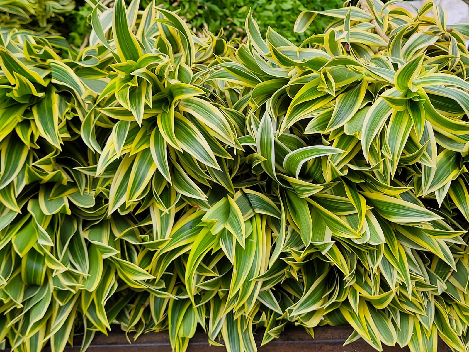 Fresh wholesale soi — Soi