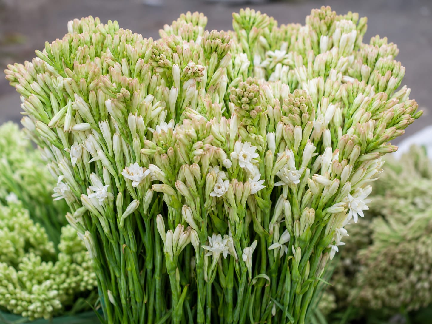 Fresh wholesale tuberose — Tuberose