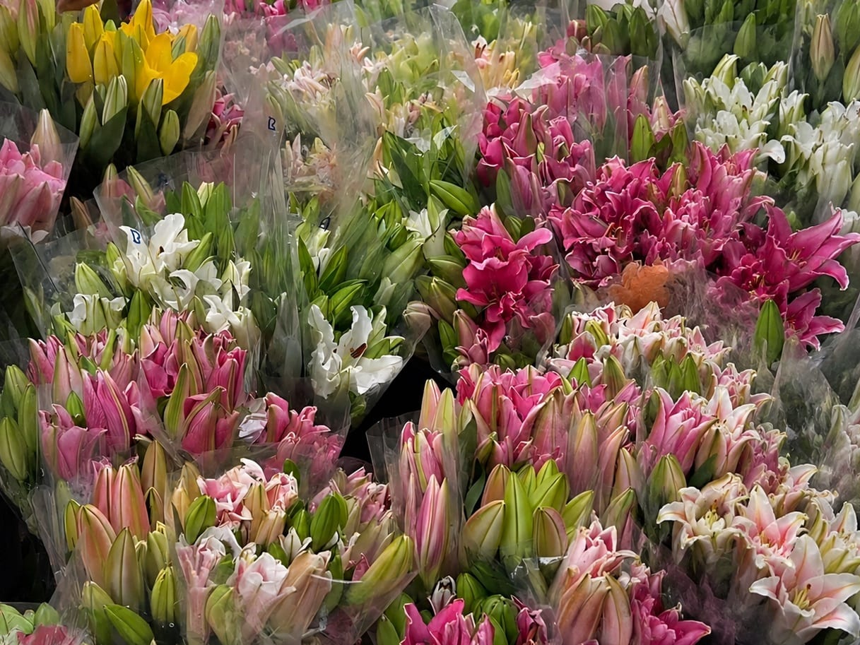 Fresh wholesale lilies — Standard Lilies