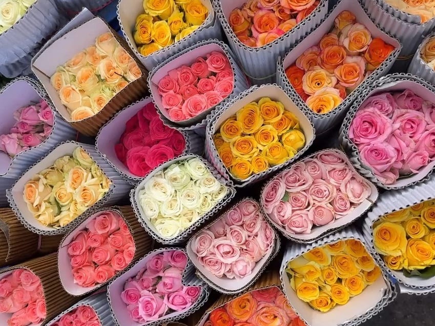 Fresh wholesale roses — Dutch Roses, Open Roses