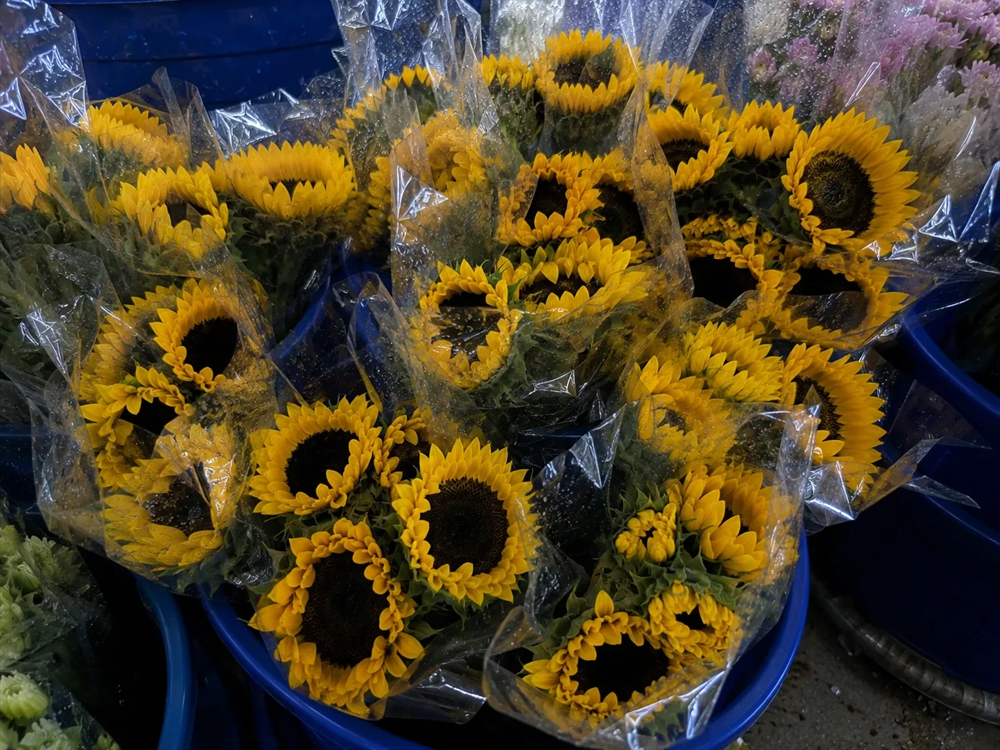 Fresh wholesale sunflowers — Standard Sunflowers