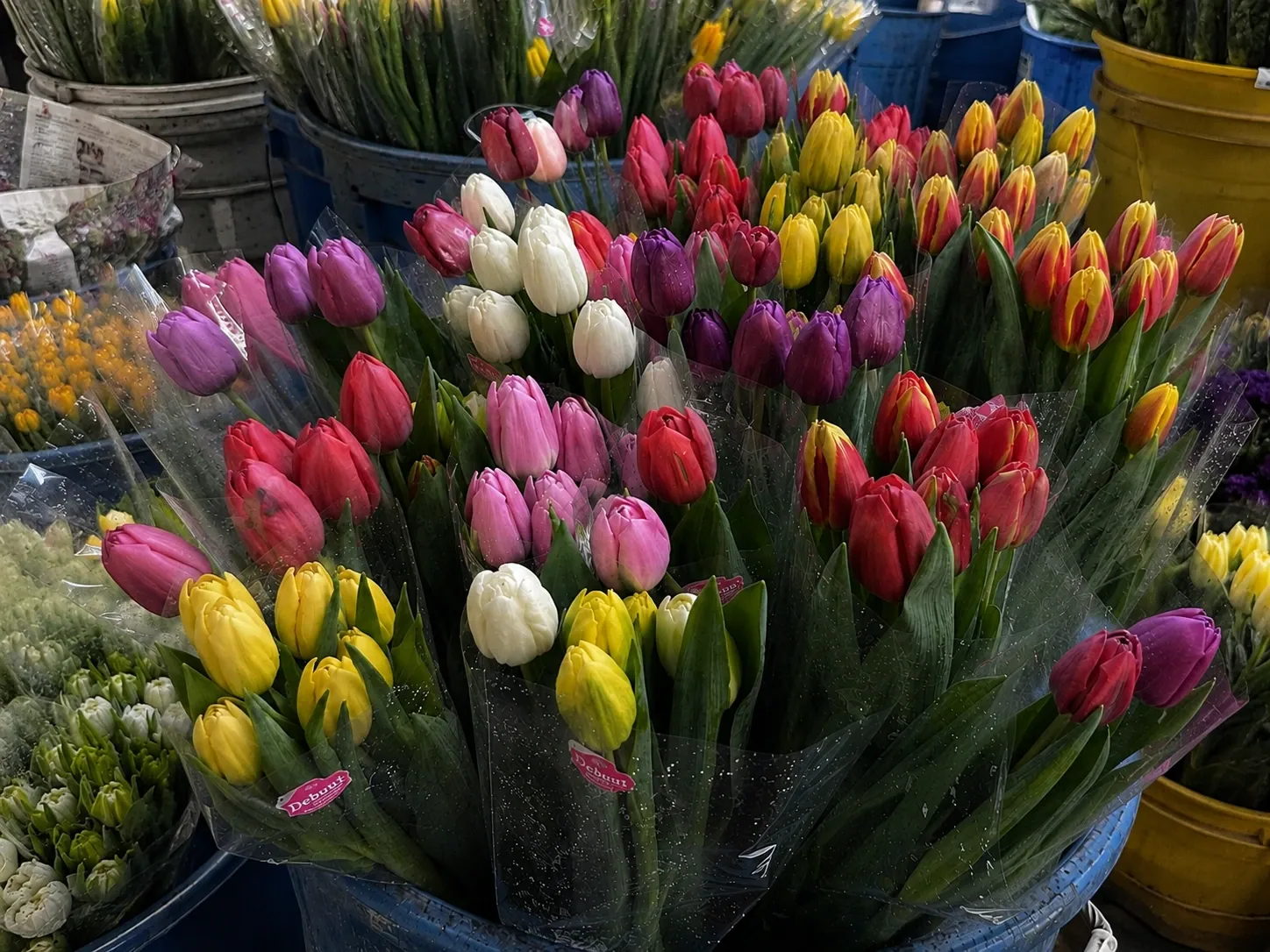Fresh wholesale tulips — Standard Tulips